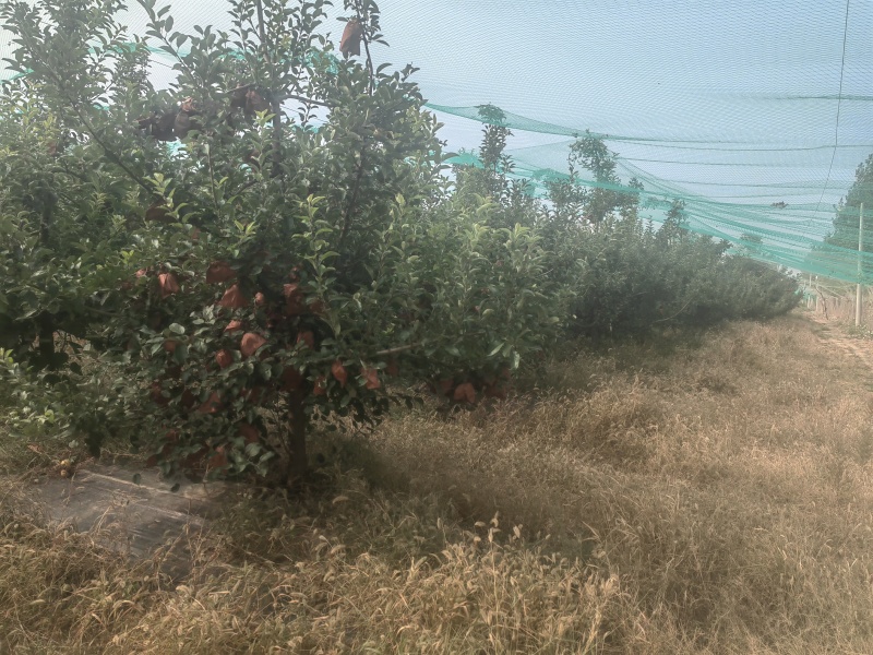 维纳斯黄苹果