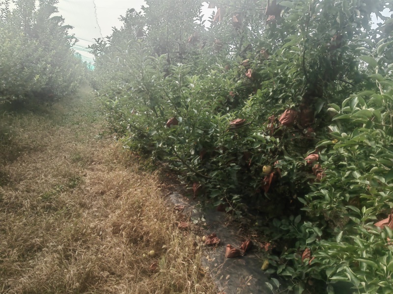 维纳斯黄苹果