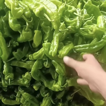 芜湖薄皮辣椒