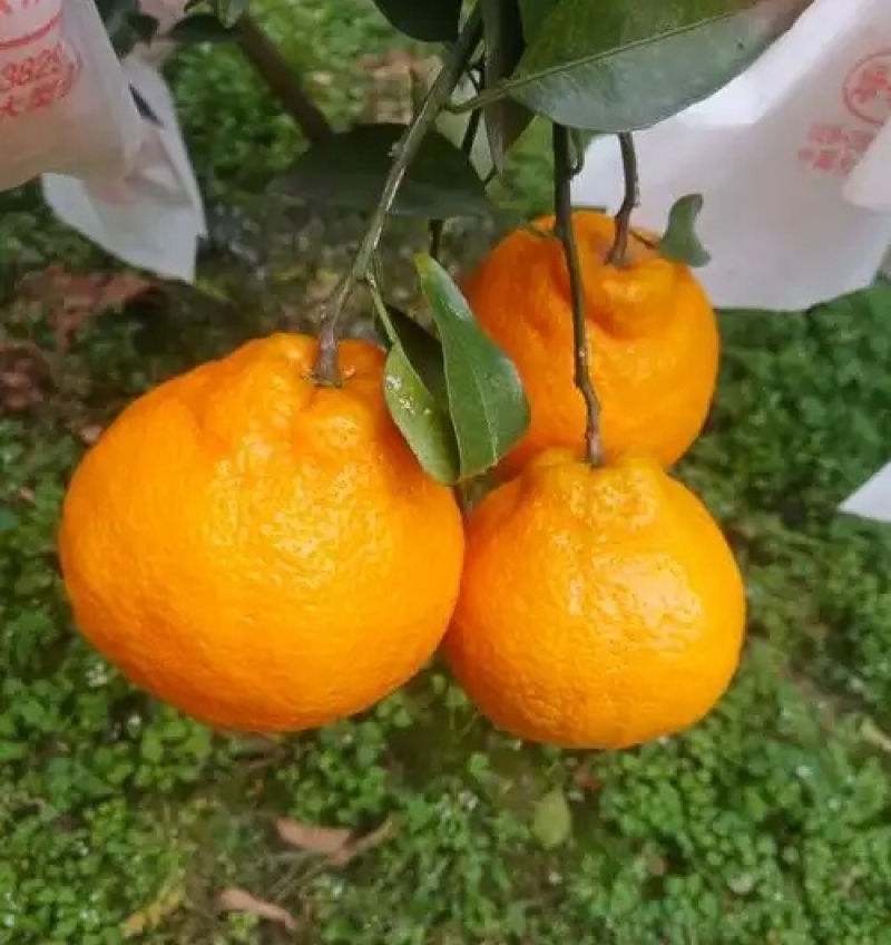 《精选》不知火柑桔柑桔/四川柑桔/全国发货