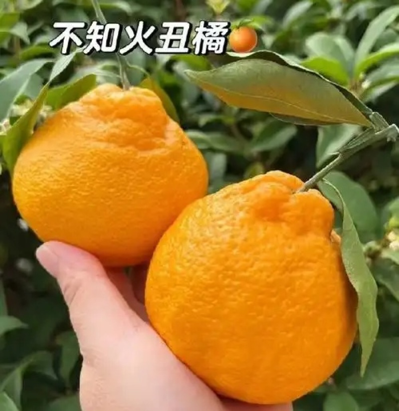 《精选》不知火柑桔柑桔/四川柑桔/全国发货