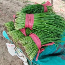 万亩精品韭菜大量上市货源充足，产地直发有保障