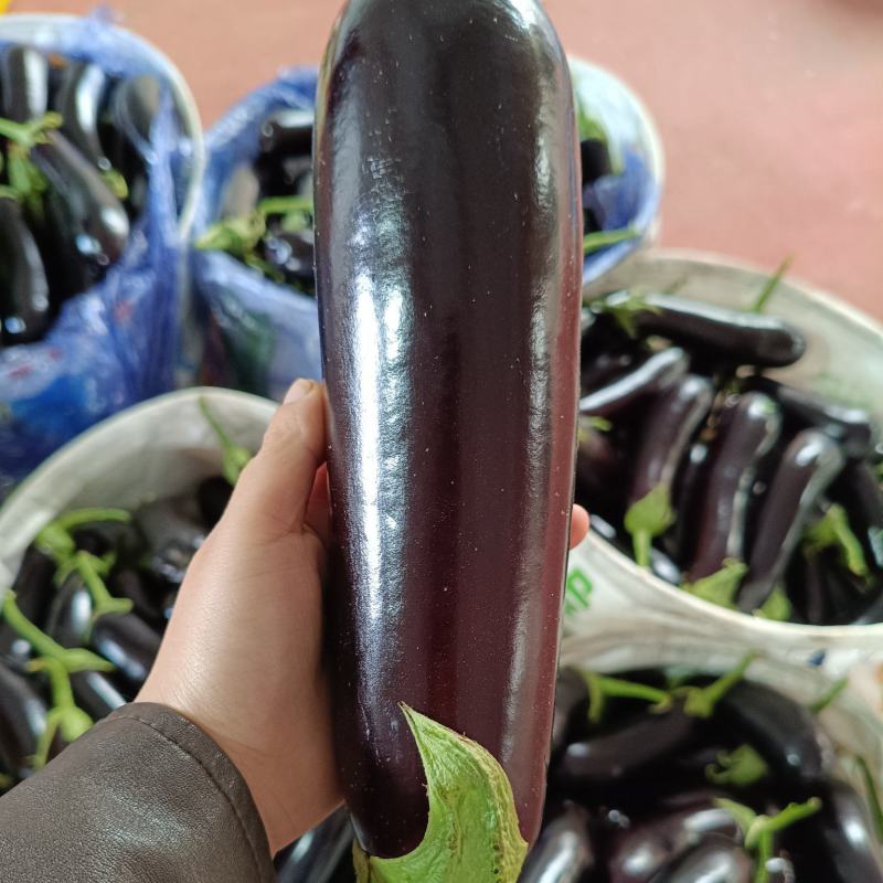 长茄