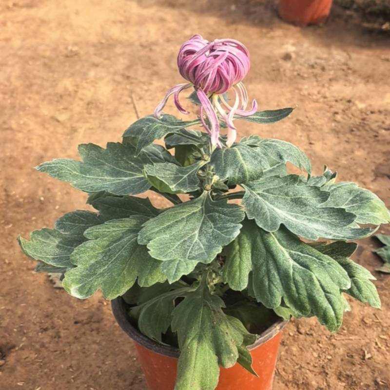 菊花，球菊，自产自销，多年生植物，耐寒耐热，适合全国各地