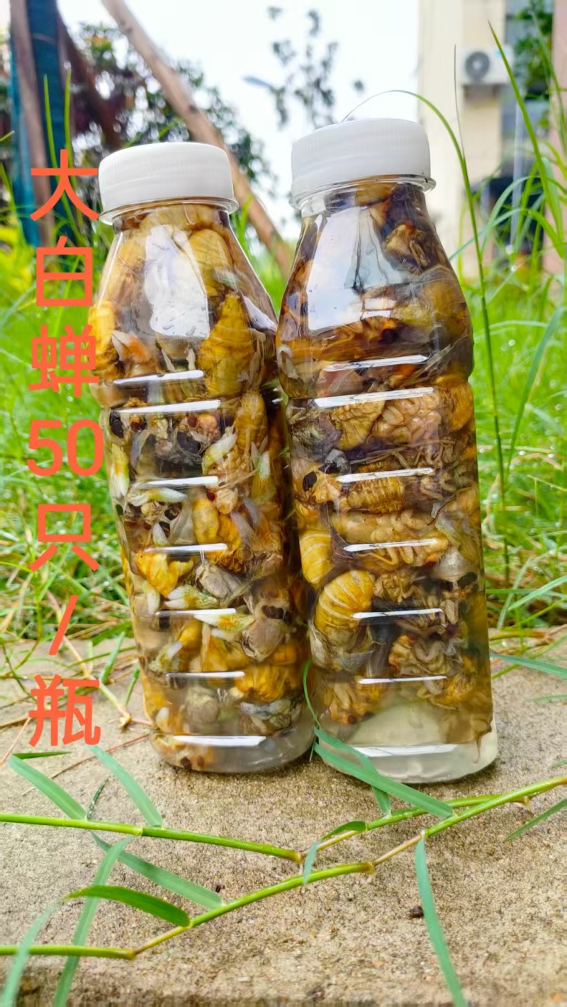 白蝉，实力厂家，常年供应，质量稳定