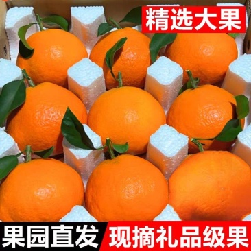 《爱媛橙》爱媛38/一件代发/淘宝，直播/电商货源供应