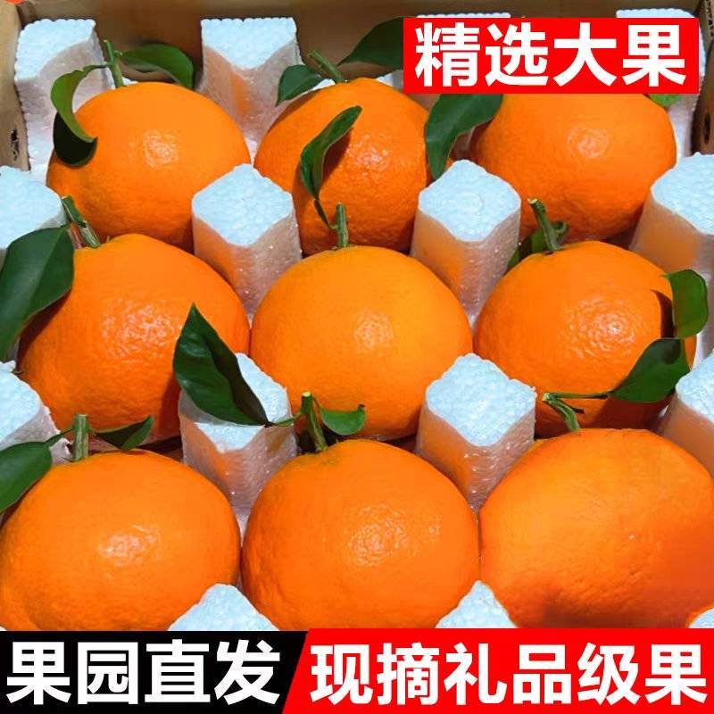 《爱媛橙》爱媛38/一件代发/淘宝，直播/电商货源供应