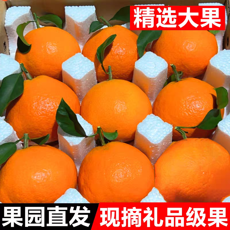 《爱媛橙》爱媛38/一件代发/淘宝，直播/电商货源供应