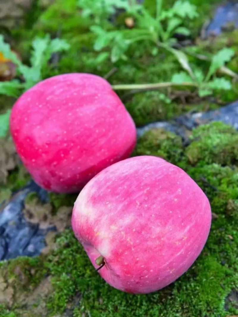 洛川红富士苹果，高山种植，全红冰糖心，条红片红，大量供应