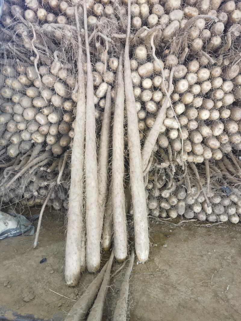 铁棍，双棒，紫药，小白嘴等各种规格全都有货，代采代发