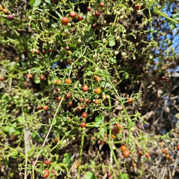北方茜草药材