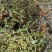 北方茜草药材