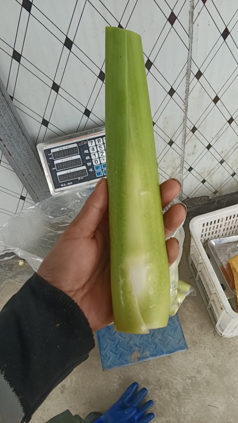茭白种苗浙茭8号，包成活率9成以上