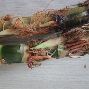 茭白种苗浙茭8号，包成活率9成以上