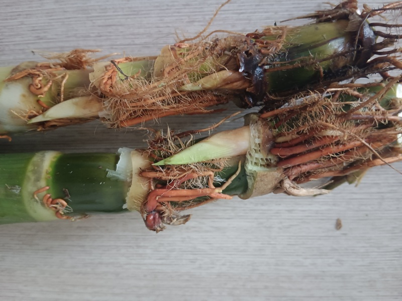 茭白种苗浙茭8号，包成活率9成以上
