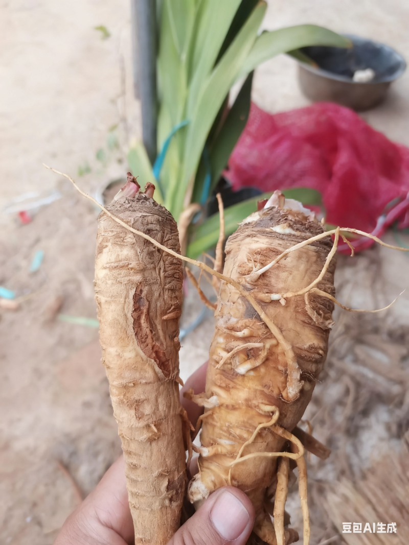 白芷/自己家种的白芷，欢迎大量采购