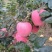 红富士苹果，大量有货产地直发量大从优需要的联系