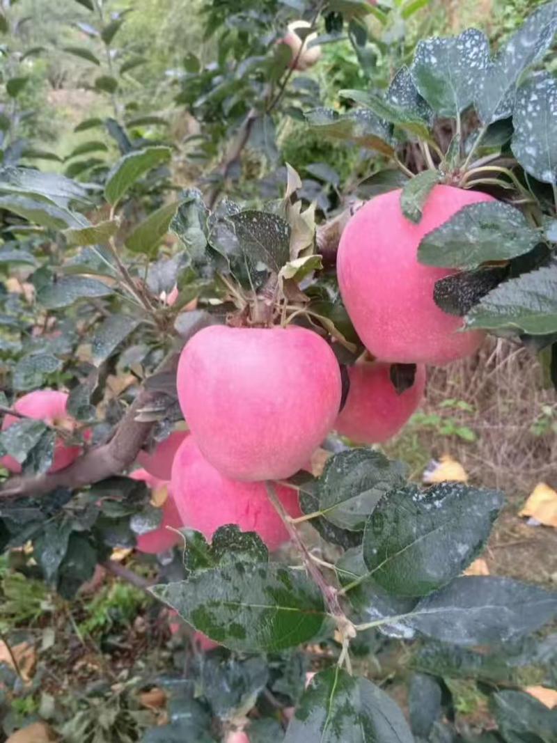 红富士苹果，大量有货产地直发量大从优需要的联系