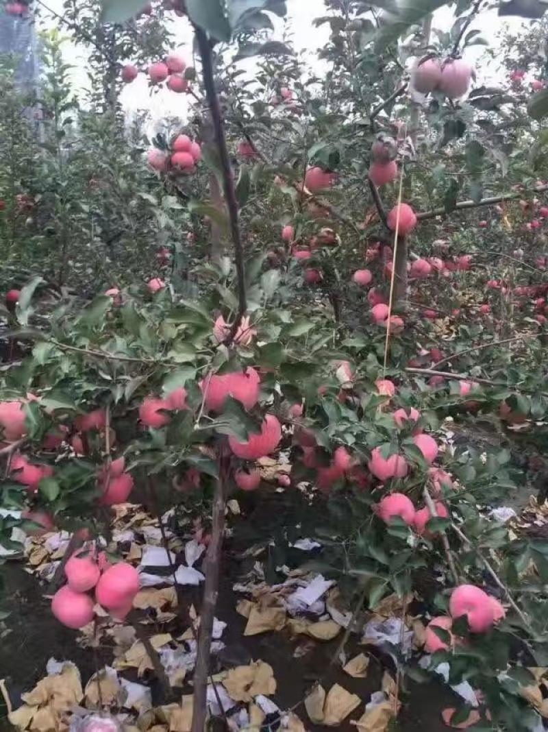 红富士苹果，大量有货产地直发量大从优需要的联系