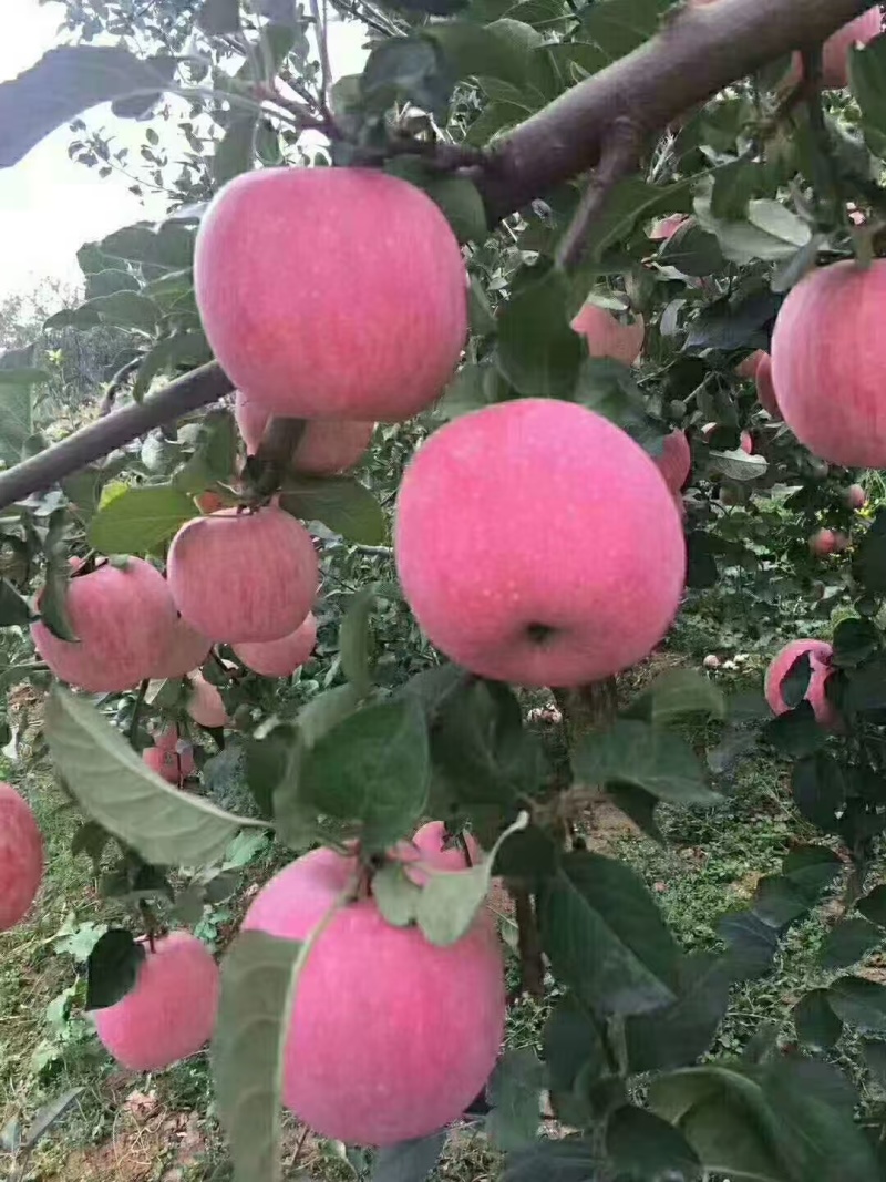 红富士苹果，大量有货产地直发量大从优需要的联系