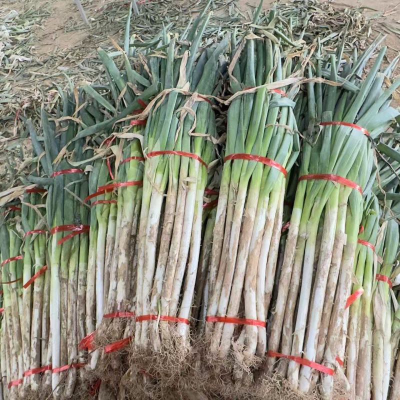 铁杆大葱大量上市，差产地直发品质保证，服务周到