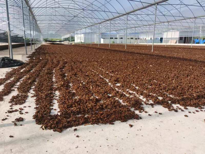 广西大红八角大量接单产地直发量大从优欢迎来电