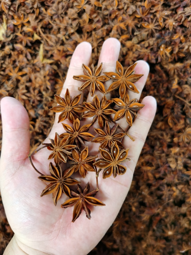 广西大红八角大量接单产地直发量大从优欢迎来电
