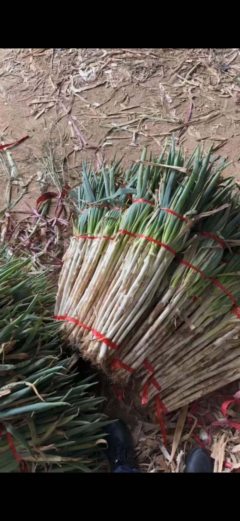 铁杆大葱大量上市，差产地直发品质保证，服务周到
