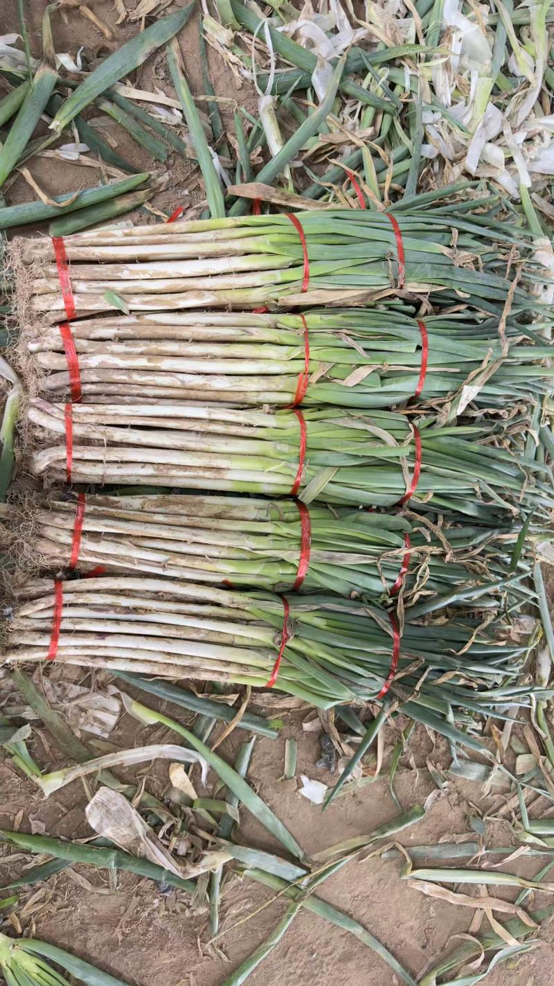 铁杆大葱大量上市，差产地直发品质保证，服务周到
