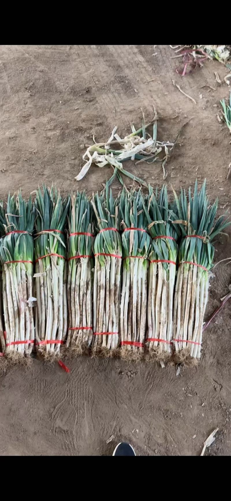 铁杆大葱大量上市，差产地直发品质保证，服务周到