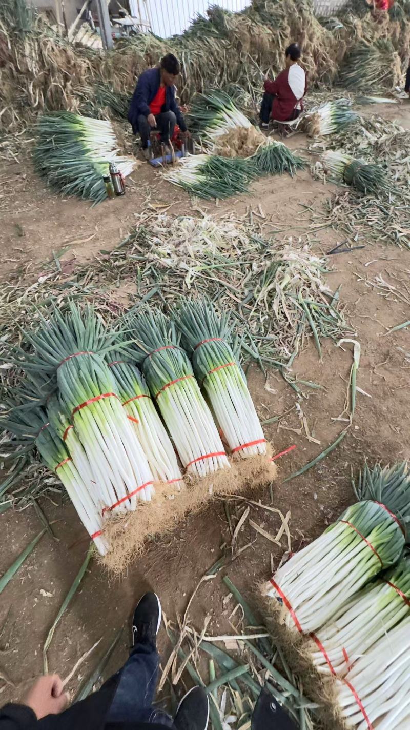 铁杆大葱大量上市，差产地直发品质保证，服务周到