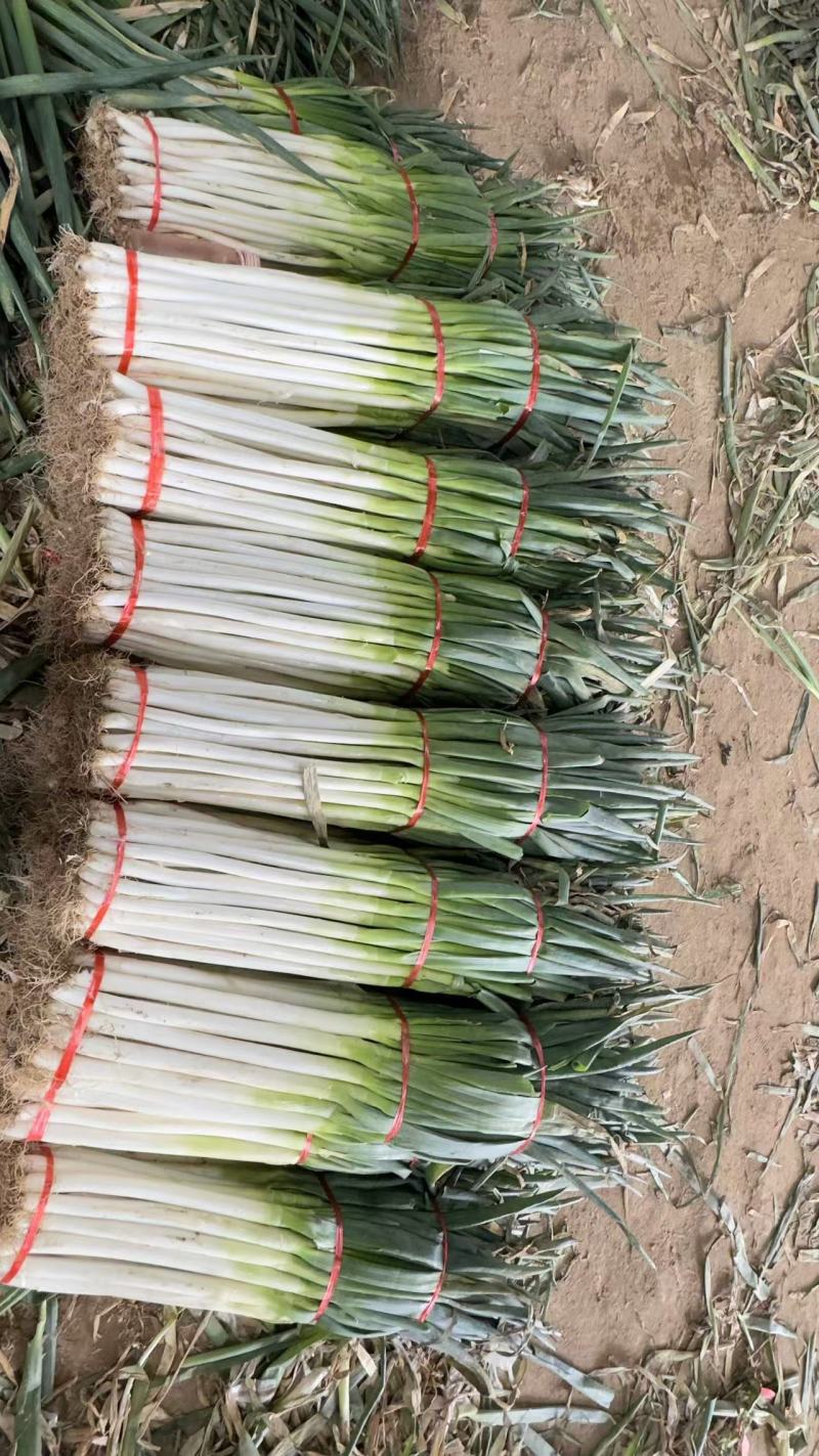 铁杆大葱大量上市，差产地直发品质保证，服务周到