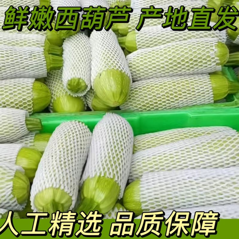 西葫芦/绿皮西葫芦/山东聊城发货/当天发货