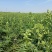白芷、自己家里种植自留种子、优质种子、货不多抓紧抢购