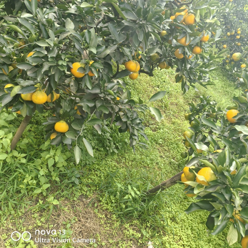 四川省资阳市雁江区的柑橘，蜜桔，特早，爱缓果冻橙，耙耙柑