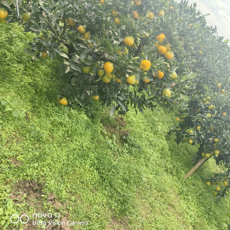 四川省资阳市雁江区的柑橘，蜜桔，特早，爱缓果冻橙，耙耙柑