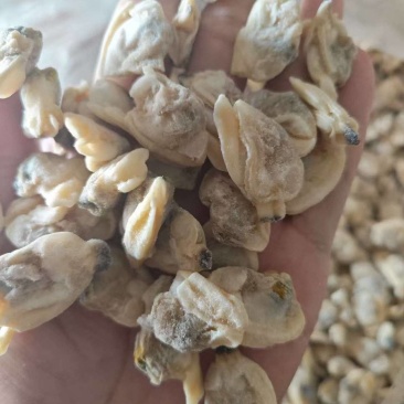 花蛤肉饲料，大块花蛤肉，干净，品质好。价格便宜，货源稳定