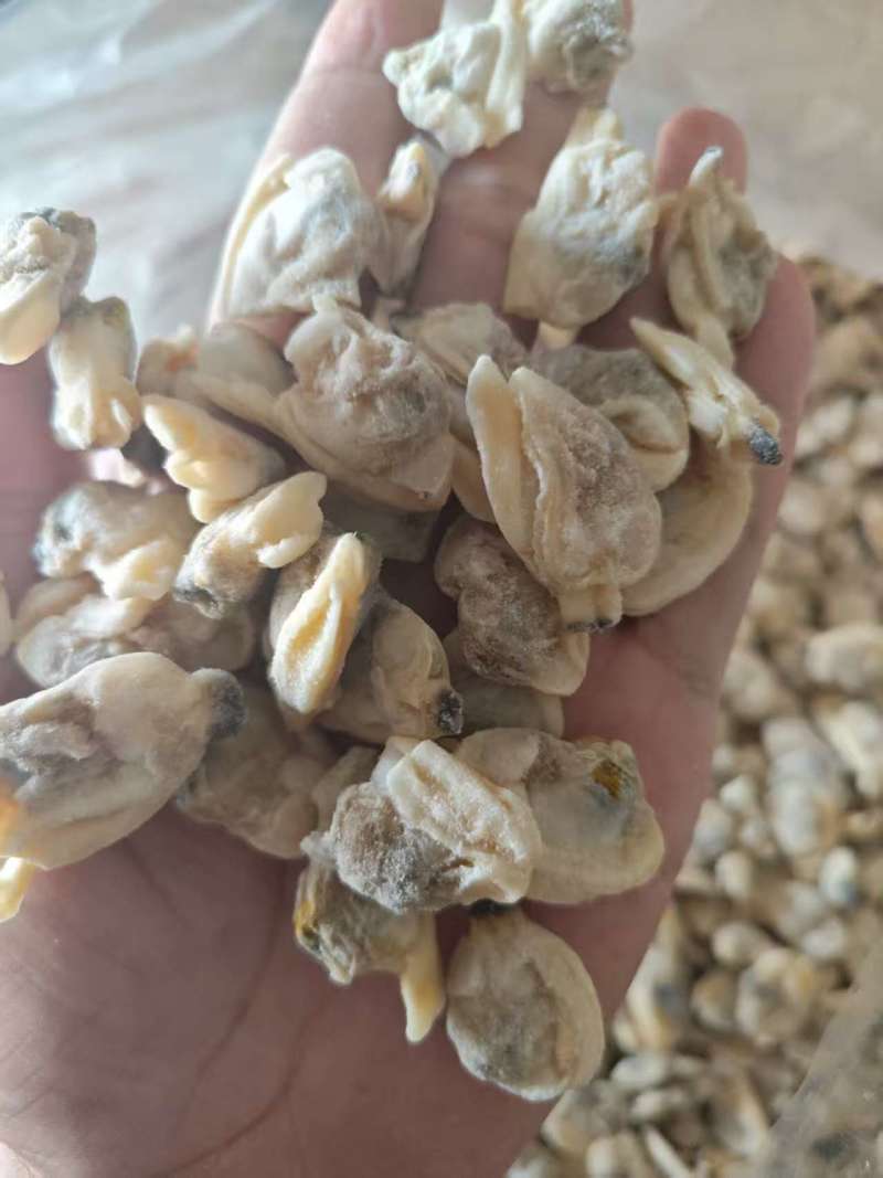 花蛤肉饲料，大块花蛤肉，干净，品质好。价格便宜，货源稳定