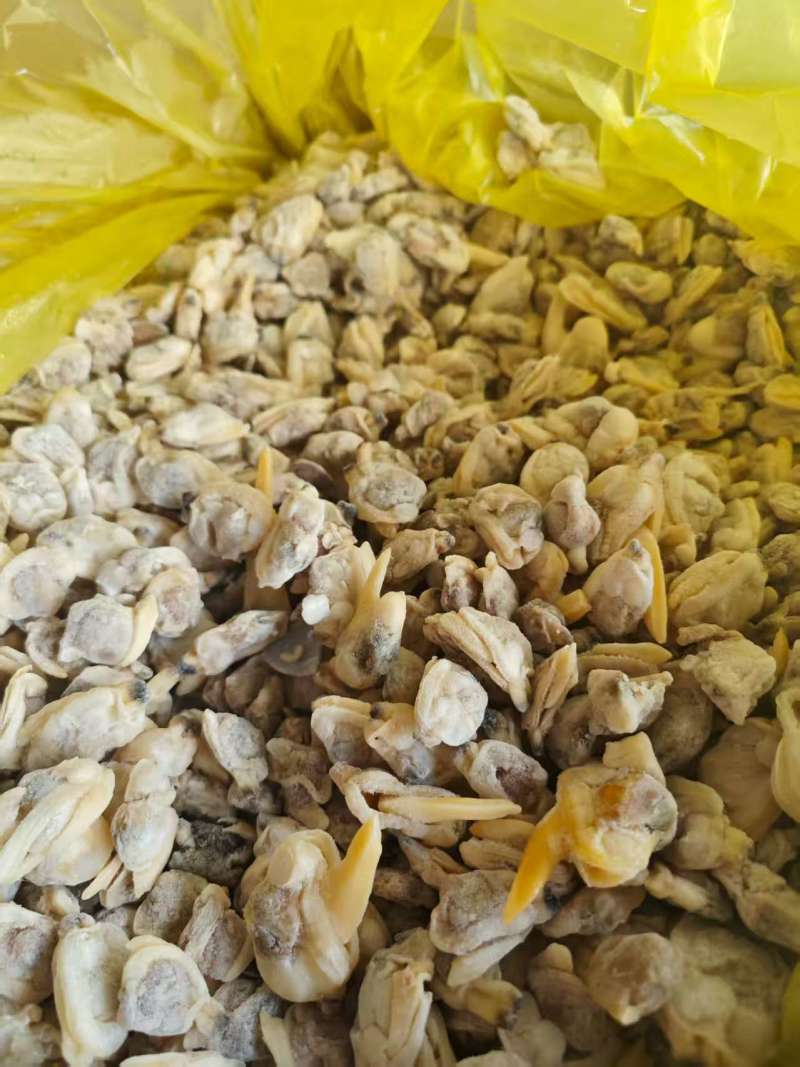 花蛤肉饲料，大块花蛤肉，干净，品质好。价格便宜，货源稳定