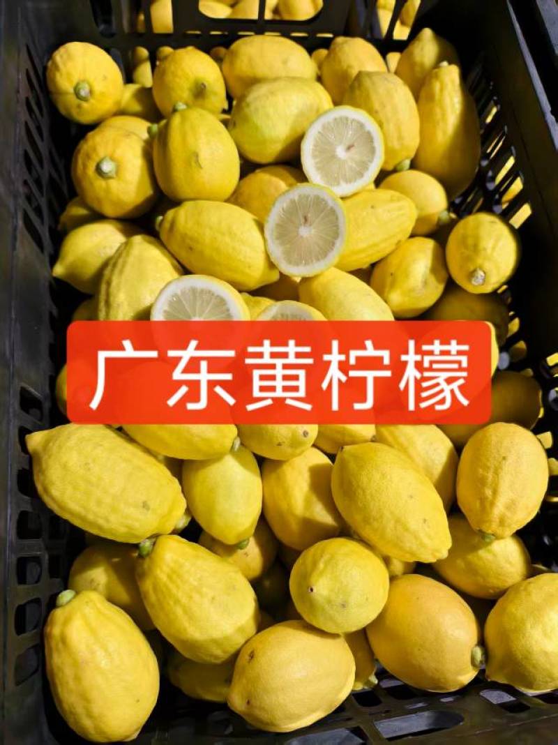 广东香水黄柠檬精品果，产地直发，品质保证，欢迎各地老板