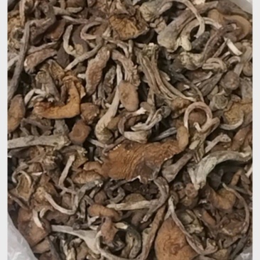 草蘑