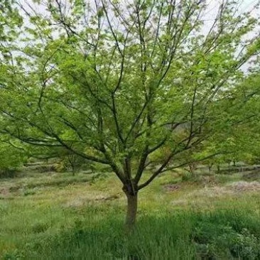 鸡爪槭