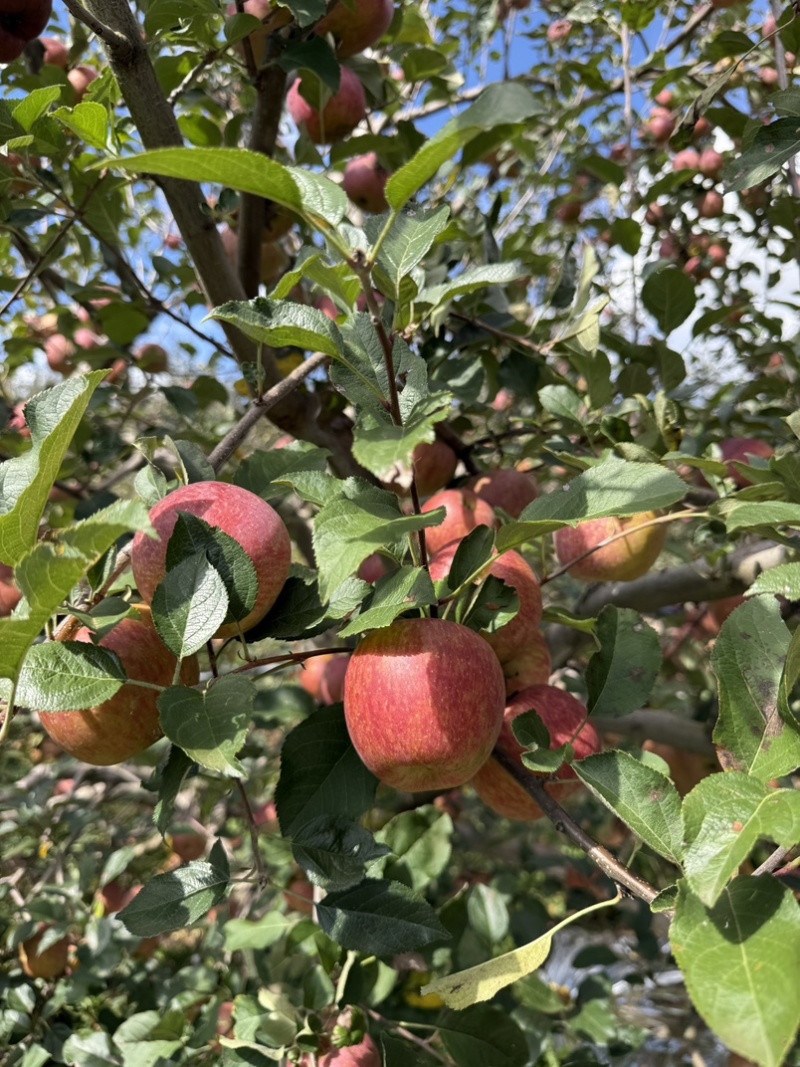 四川盐源苹果大量订货中