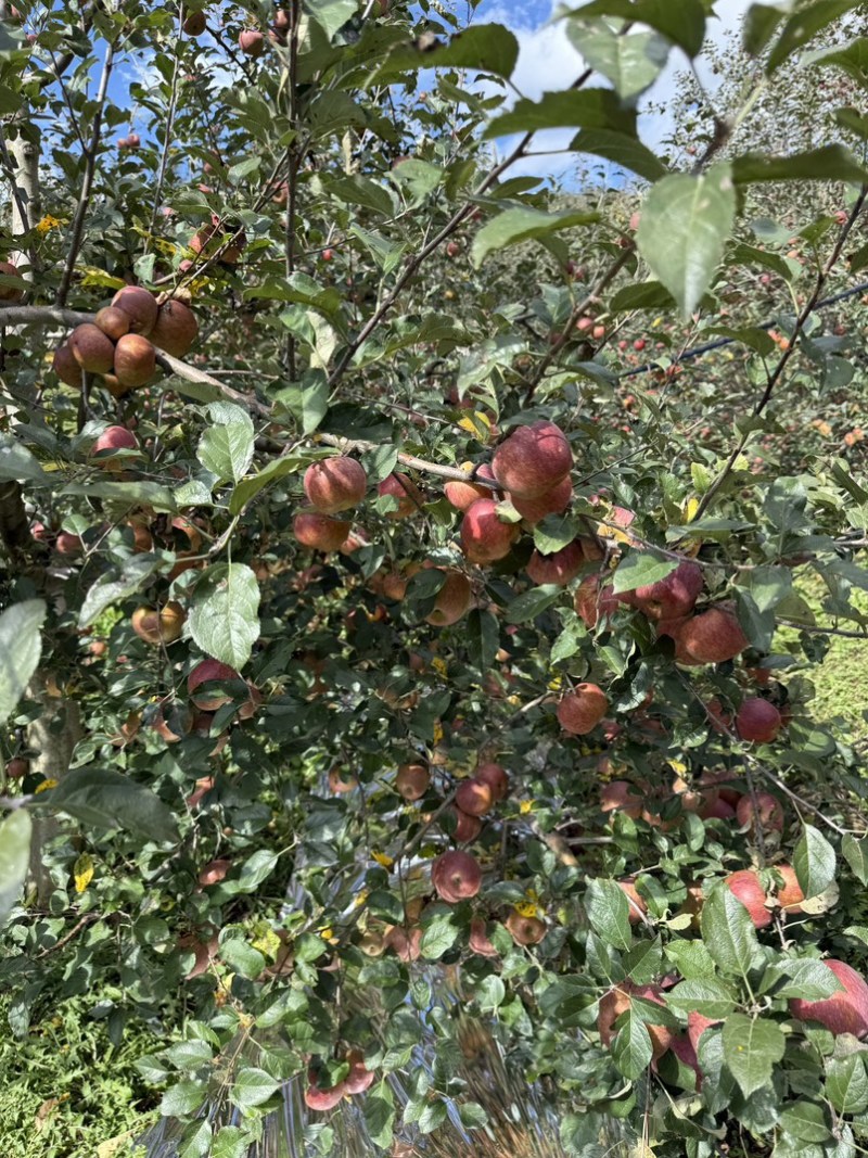 四川盐源苹果大量订货中