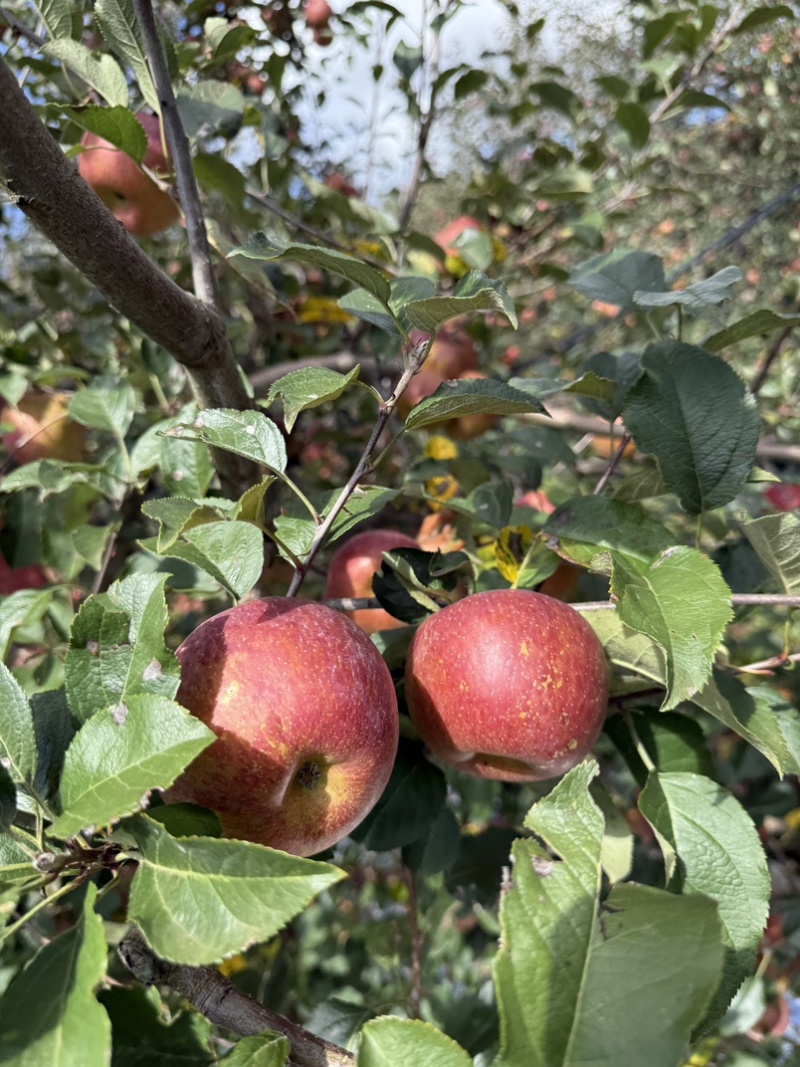 四川盐源苹果大量订货中