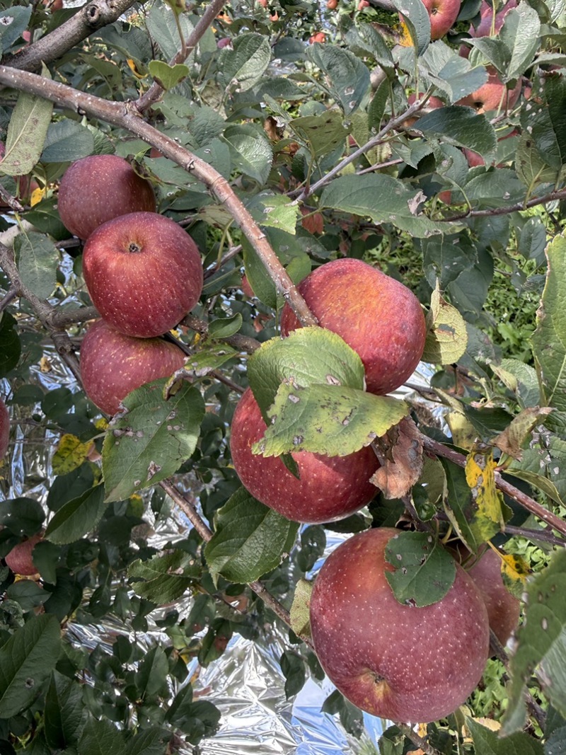 四川盐源苹果大量订货中