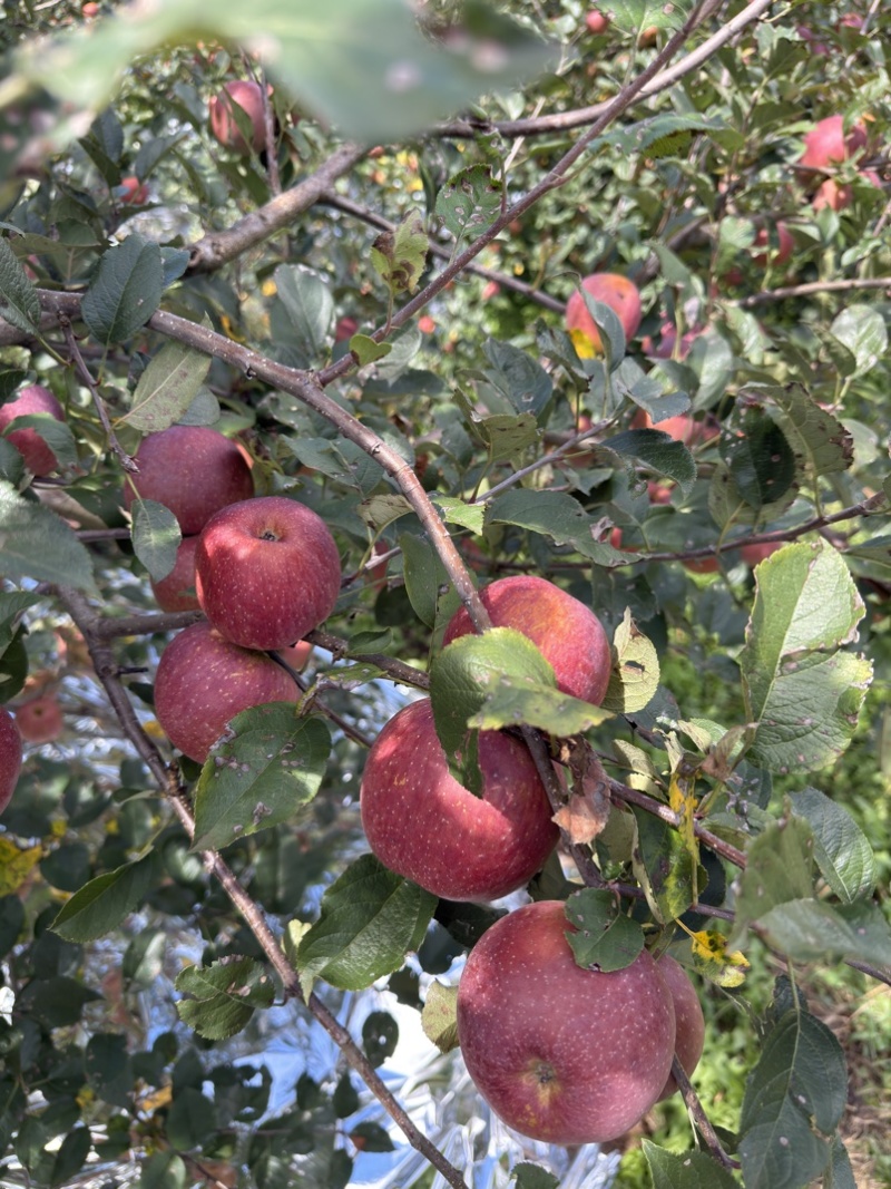 四川盐源苹果大量订货中