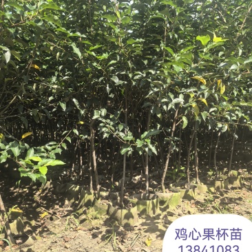鸡心果杯苗
