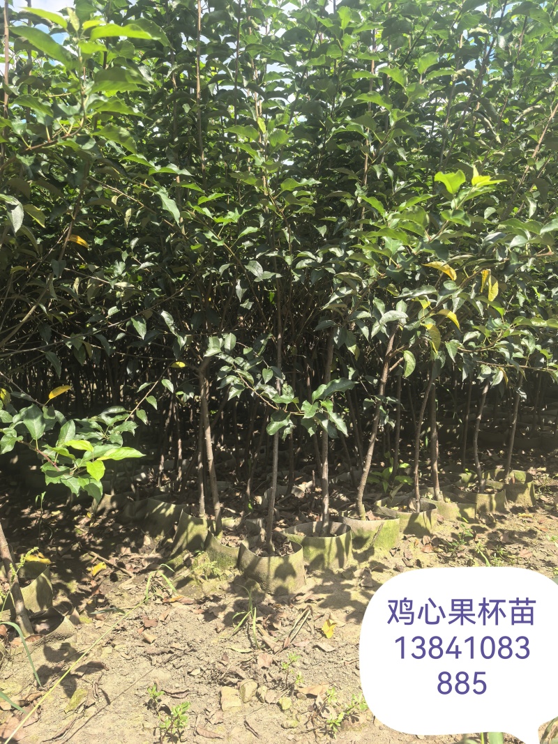 鸡心果杯苗