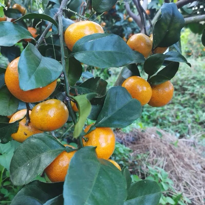 《金秋砂糖橘》四川砂糖橘/产地批发/量大从优/欢迎来电